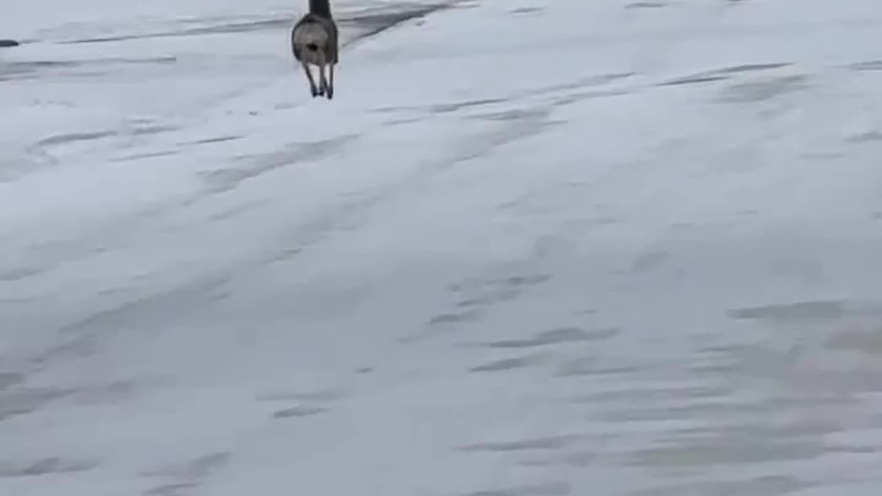 Look at that guy fly 😂