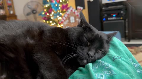 Cute Precious Piper Has Her Christmas Dreams - My Adopted Shelter Cat Vlog