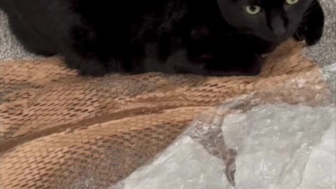 Cute Precious Piper is a Wrapping Material Dispenser - My Adopted Shelter Cat Vlog #shorts