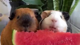 Guinea pigs eating watermelon