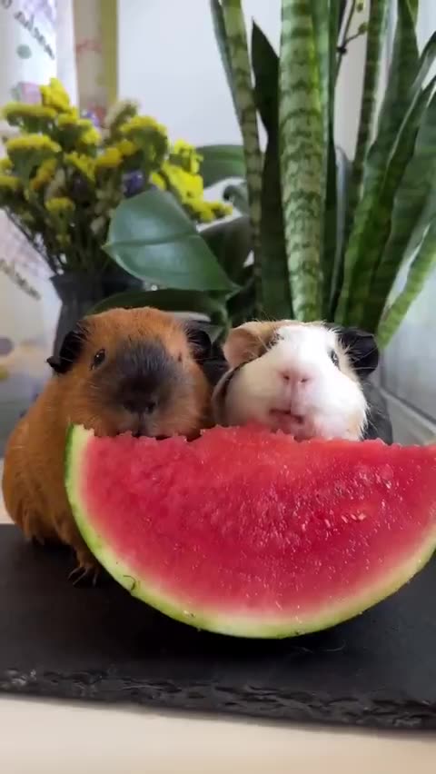 Guinea pigs eating watermelon