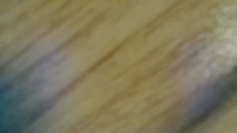 The worst stream ever, DO NOT WATCH!