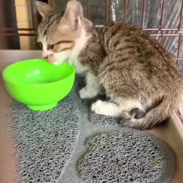 Thank you for rescuing this cute kitty