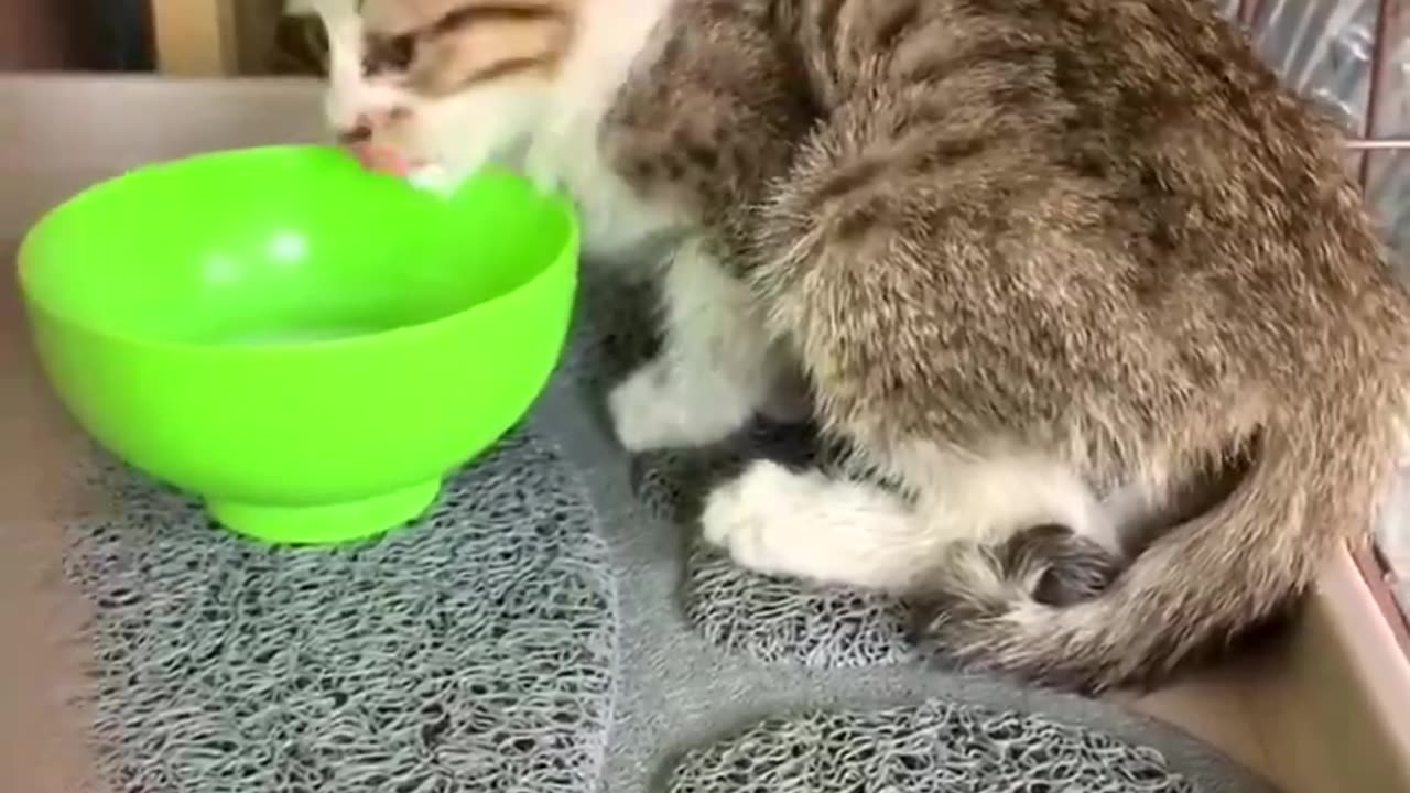 Thank you for rescuing this cute kitty