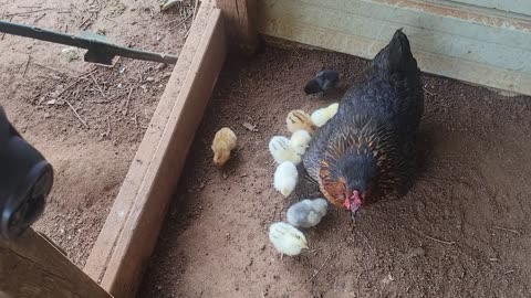 More baby chicks
