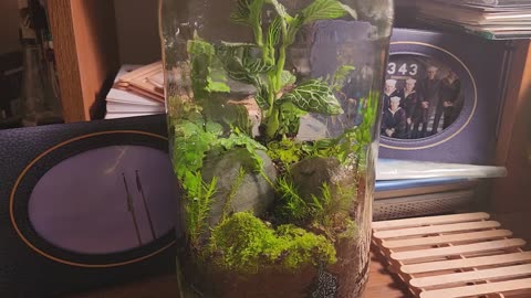 Moss and Fern Magic: My First Terrarium Build