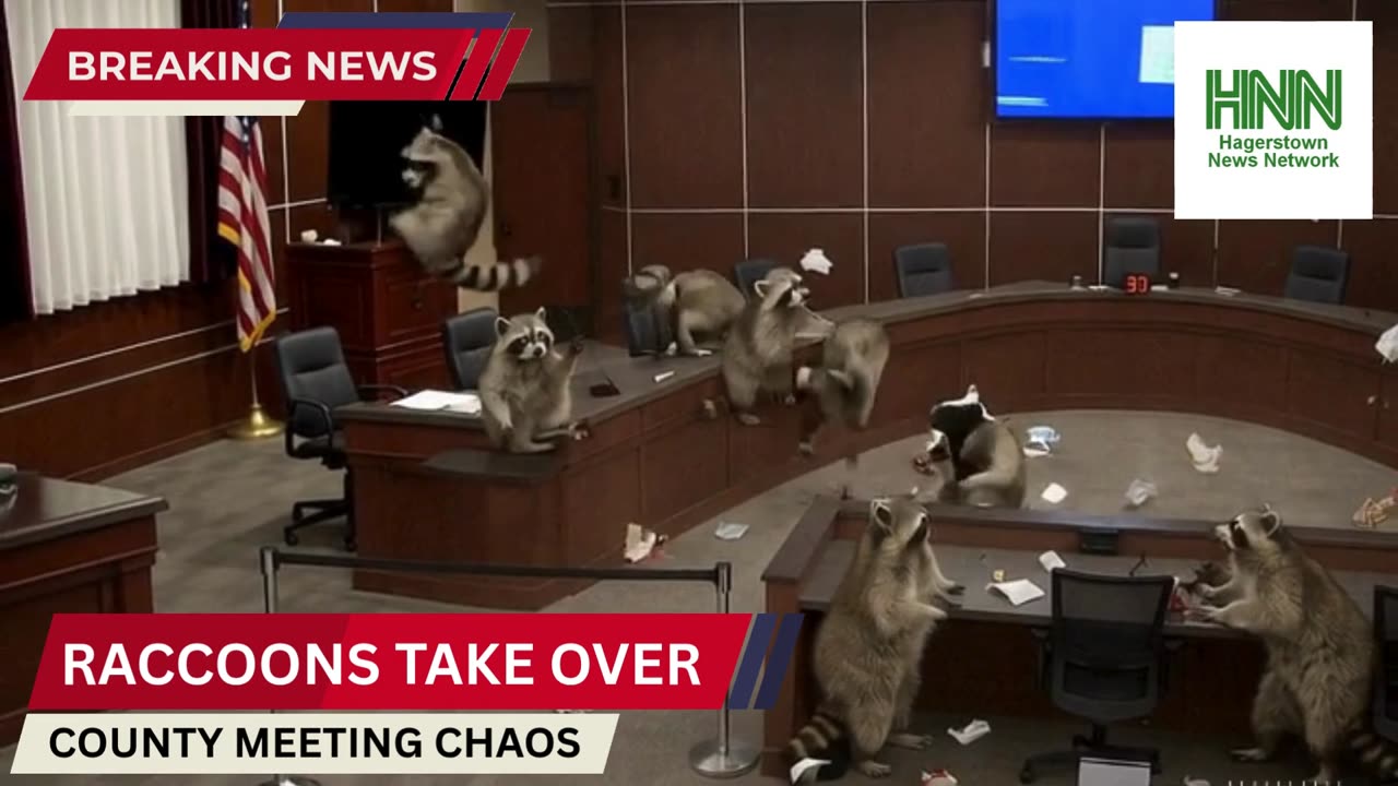 Raccoons Take Over County Commissioner Meeting