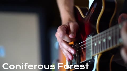 Coniferous Forest - Nature-Inspired Ambient Music 🍃🌿