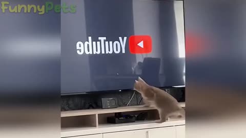 funny video