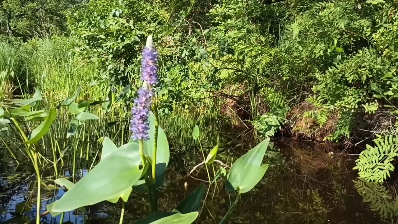 Pickerelweed