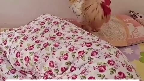 😂🐓 The Most Epic Chicken Morning Routine! | FunFM