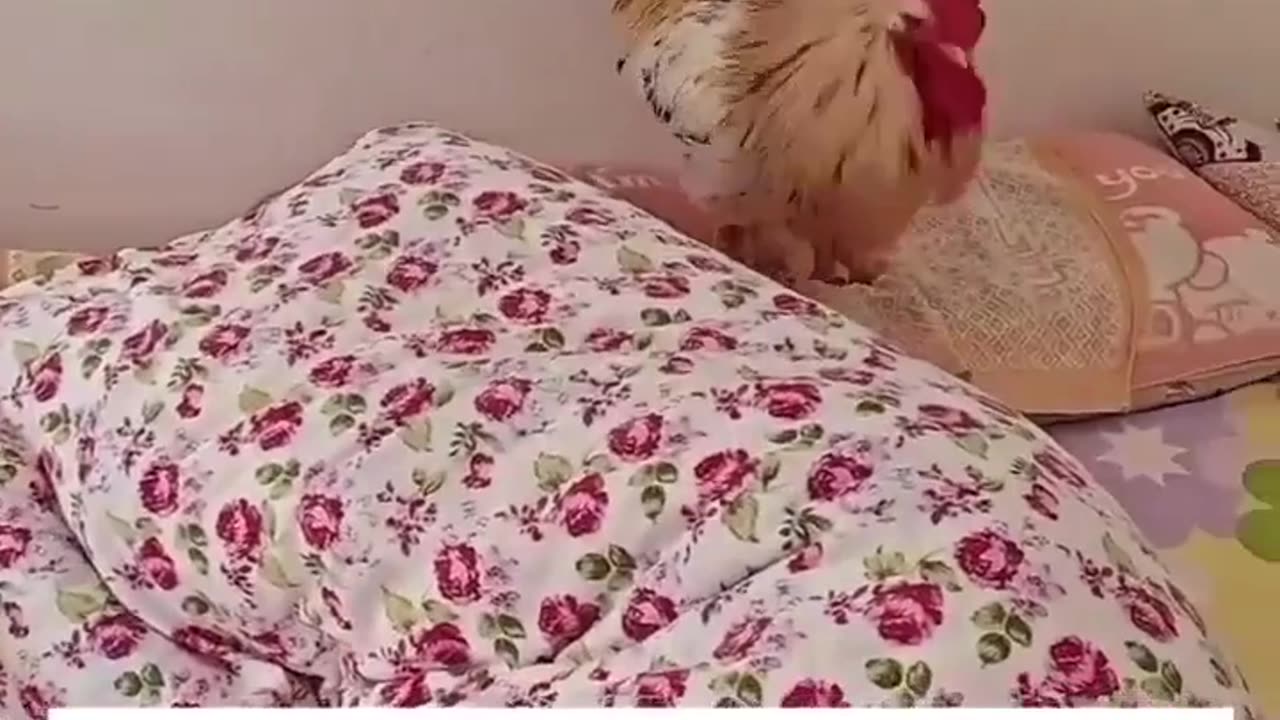 😂🐓 The Most Epic Chicken Morning Routine! | FunFM