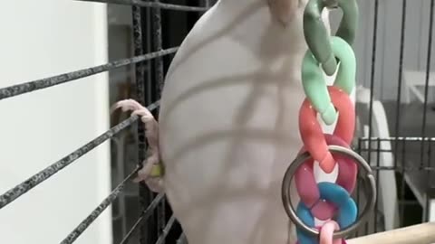🤣🕵️‍♂️ Sneaky Birb Caught in Action - You Have to See This! | FunFM