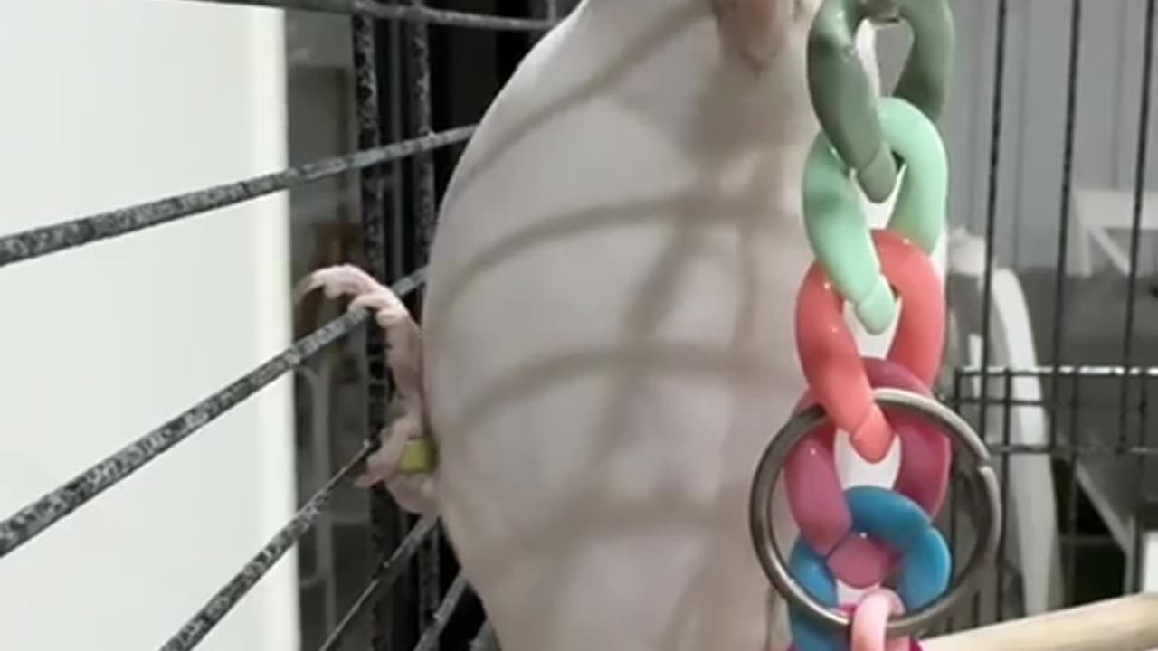🤣🕵️‍♂️ Sneaky Birb Caught in Action - You Have to See This! | FunFM