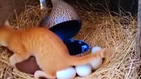 Funny cat video || cat funny video || kitten comedy short #catfunny #funnycat