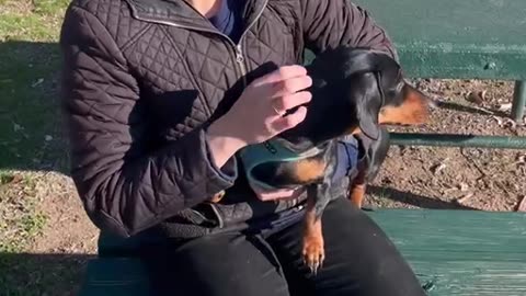 why dogs are a man's best friend