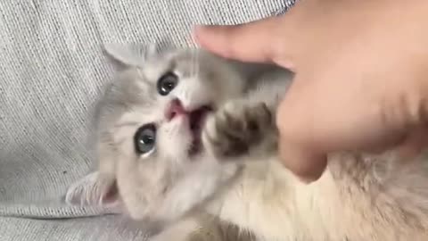 "When Baby Cats Forget How to Cat! 🤦‍♀️🐱 #ClumsyKittensBabyCatFuny video