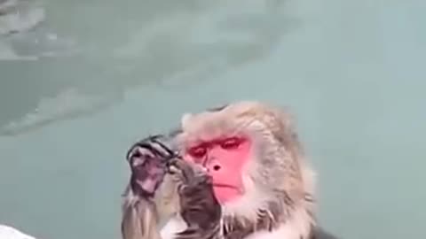 zoological park, monkeys, zoo experience, wild animals, nature park, zoo vlog