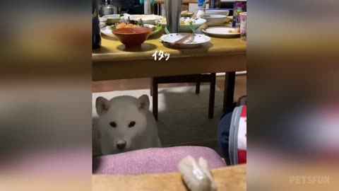 try not to laugh
