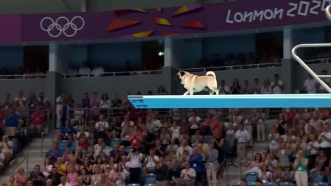Dog swiming.