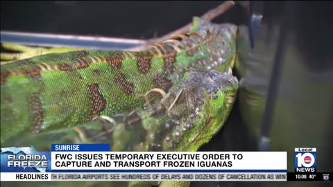 FLORIDA HAD SNOW AND THE IGUANAS BEGIN TO FALL FROM TREES