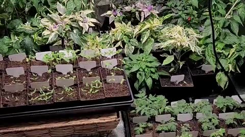 Our Grow Tent Full of Tomato and Pepper Seedlings For This Year