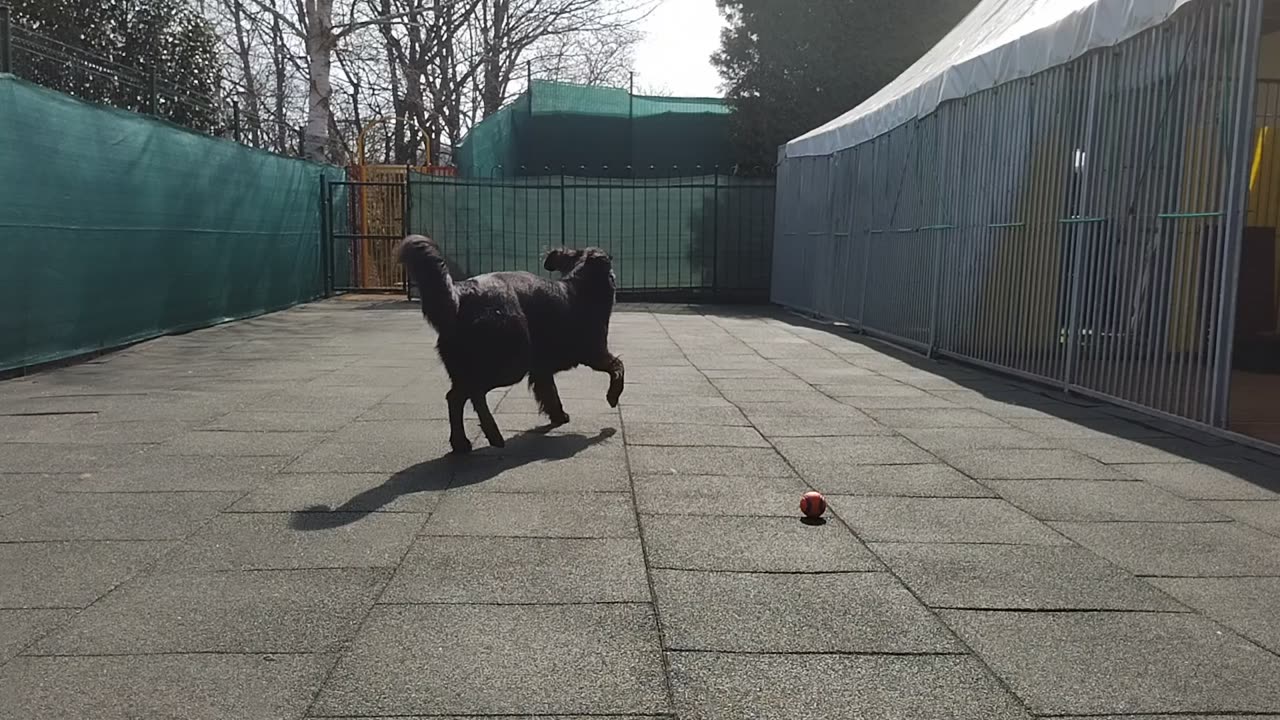 Jessye missing ball 2 times