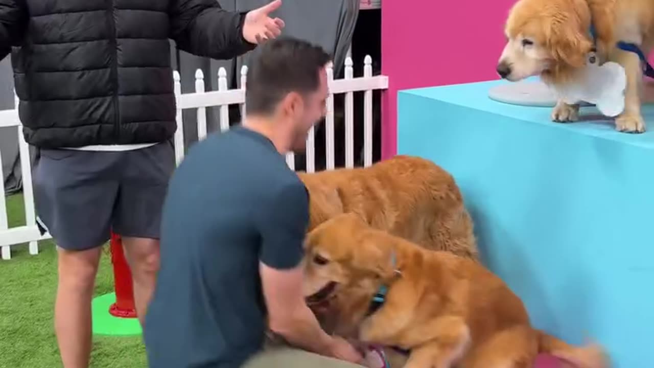 Find The Dog Win $10,000