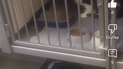 Azizie 9 Lowki is back!