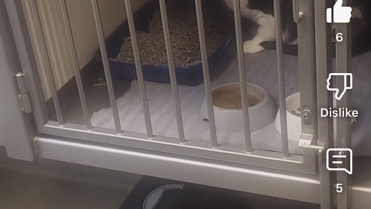 Azizie 9 Lowki is back!