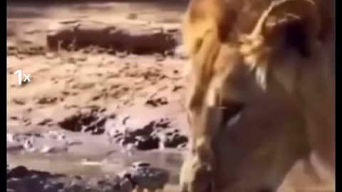 That's Way We Called Lion Is King