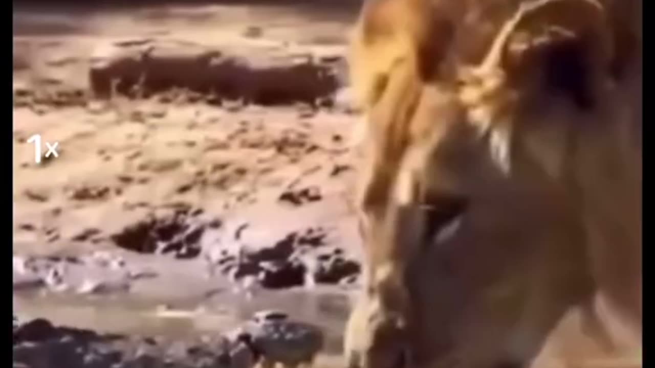 That's Way We Called Lion Is King