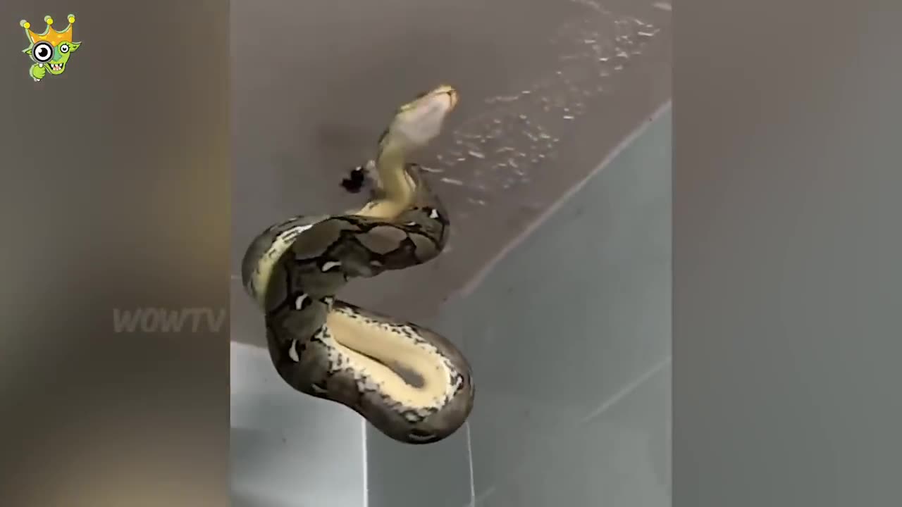 When Animals Go On A Rampage And Got Caught On Camera !