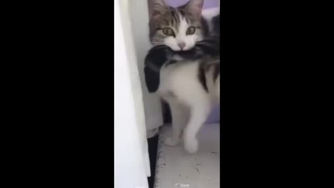 Funny Animals video #2