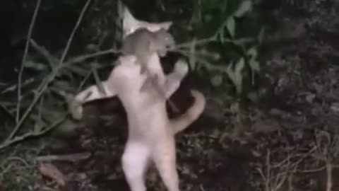 tom and jerry 🤣