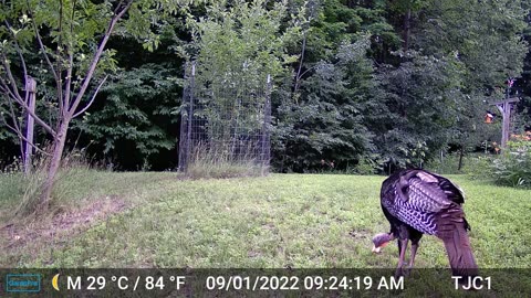 Turkey Eating Apple Slice