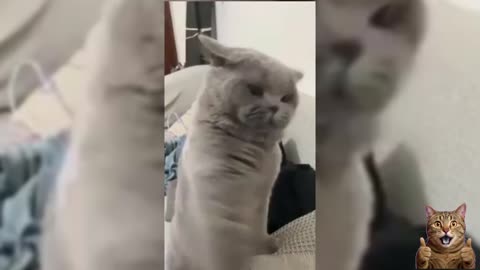 Cats Being Silly 😹 | Cute & Funny Cat Moments 2025