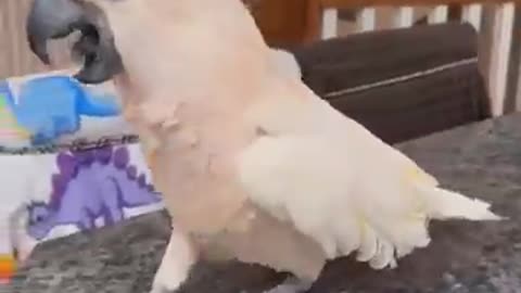 funny animal