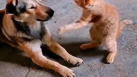 cat lover