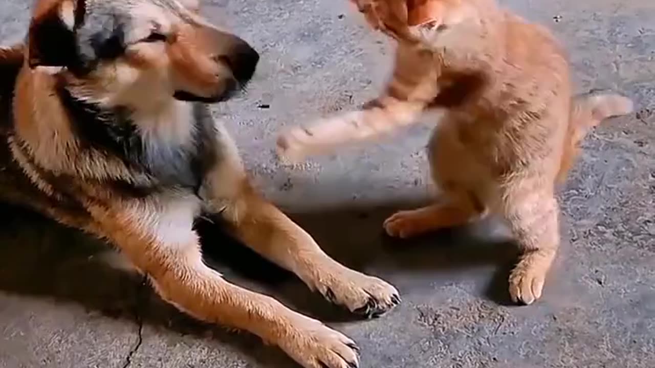 cat lover