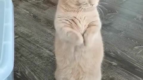 From Snaps to LOLs! 😹📸 Hilarious Cat Pics Turned Into Animated 🐱 #CatVideoMagic"