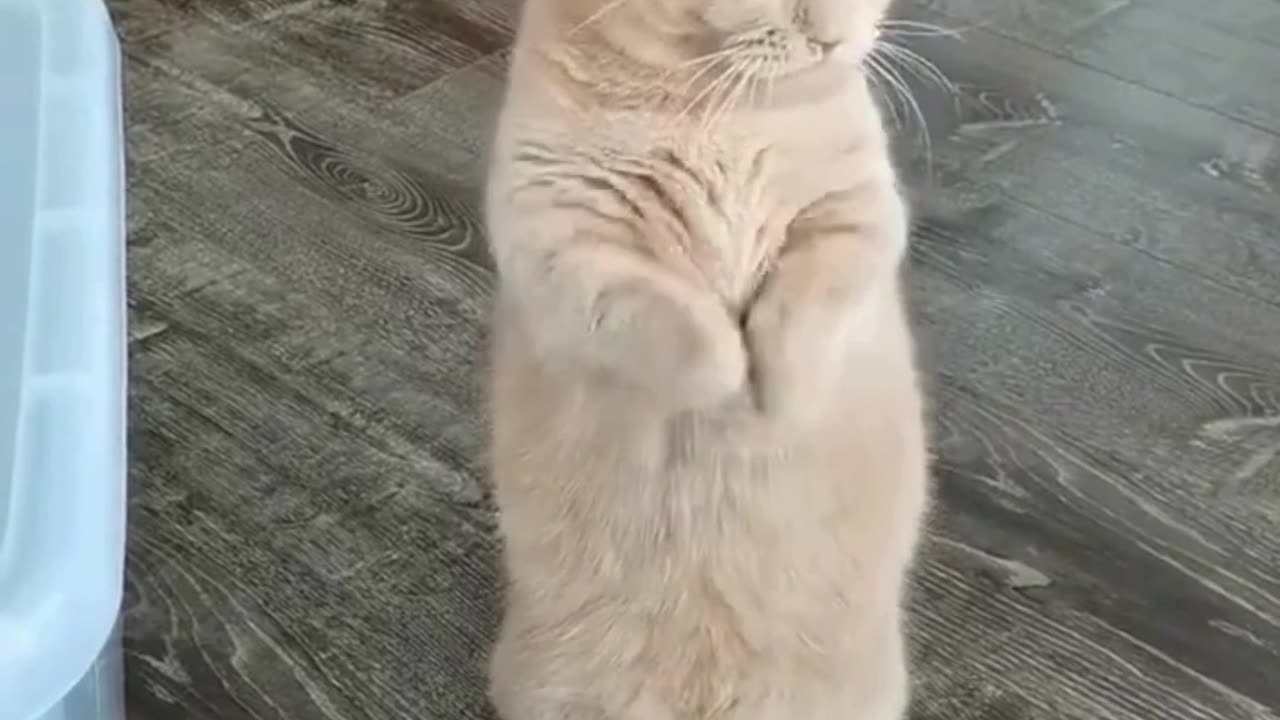 From Snaps to LOLs! 😹📸 Hilarious Cat Pics Turned Into Animated 🐱 #CatVideoMagic"