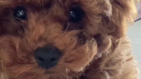 Dog Reacts To Life Around Him