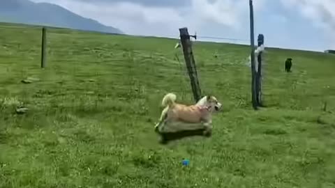 Dog walking by car