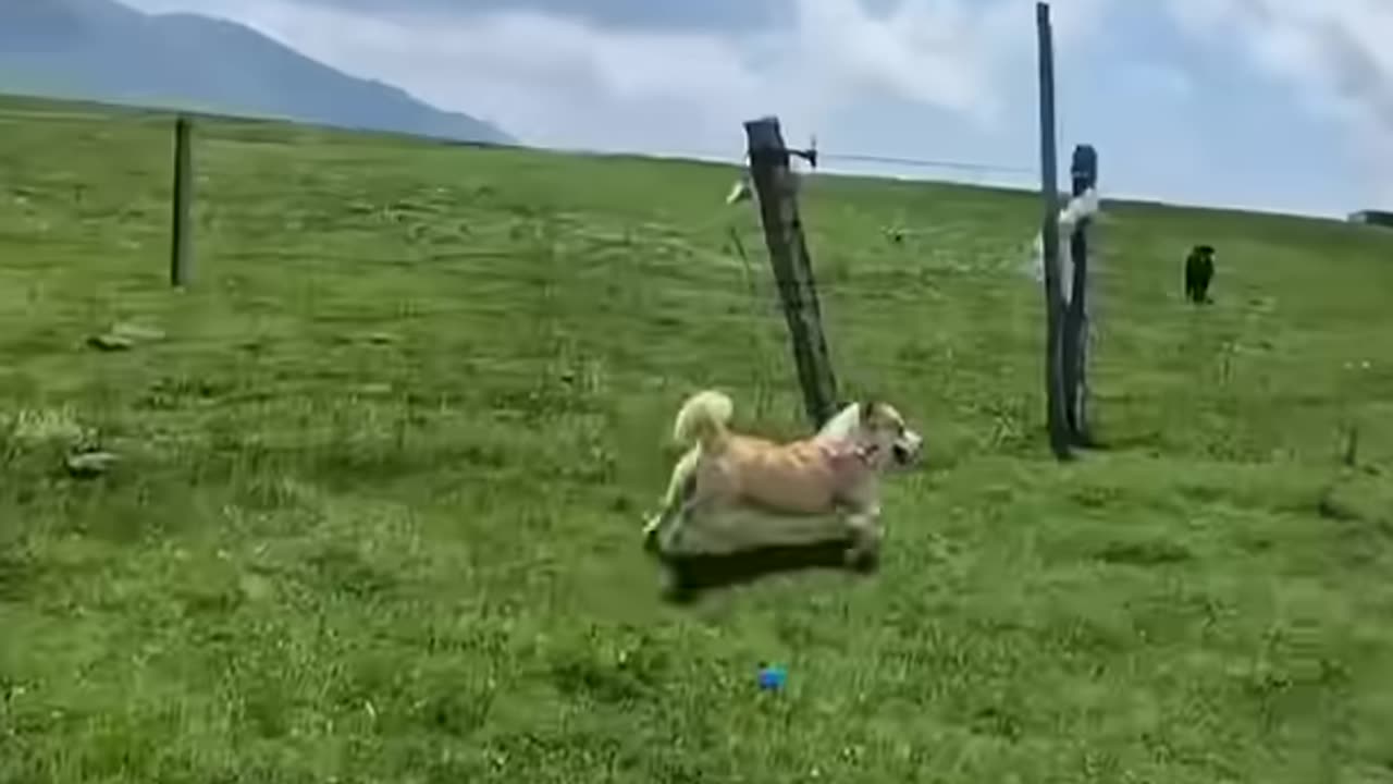 Dog walking by car