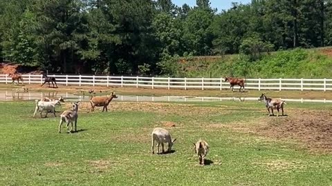 Hanging out by our driveway