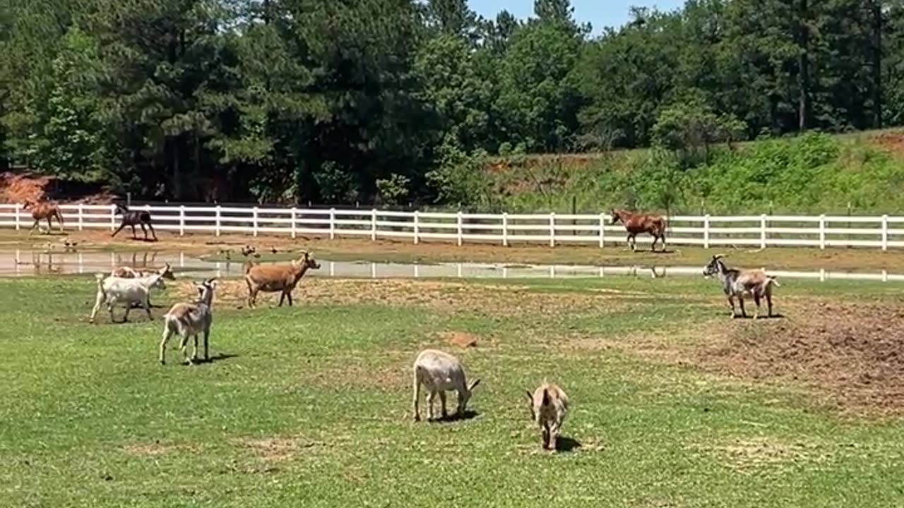 Hanging out by our driveway