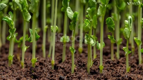 Sweet pea seeding