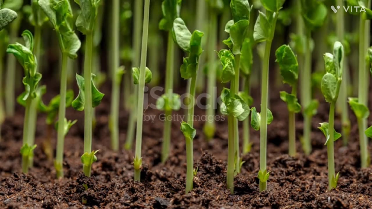 Sweet pea seeding
