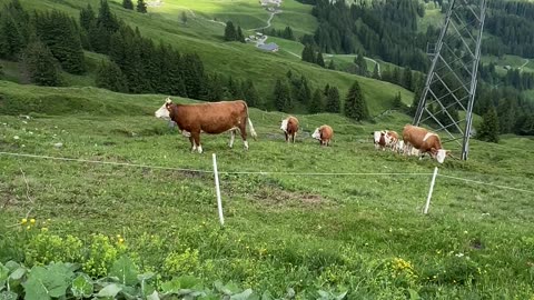 Man Plays Jazz Music for Cows